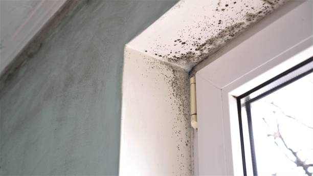 Best Crawl Space Mold Removal  in Dasher, GA