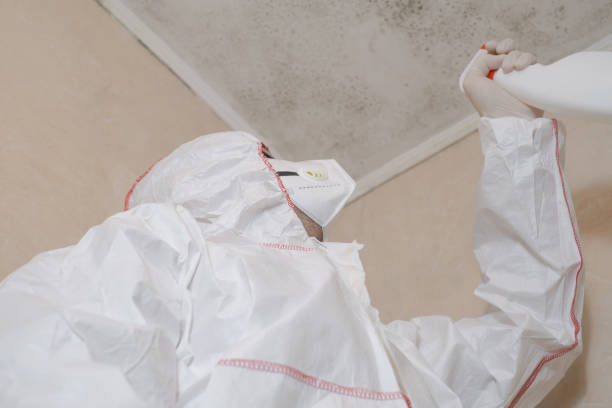 Best Best Mold Removal Companies  in Dasher, GA