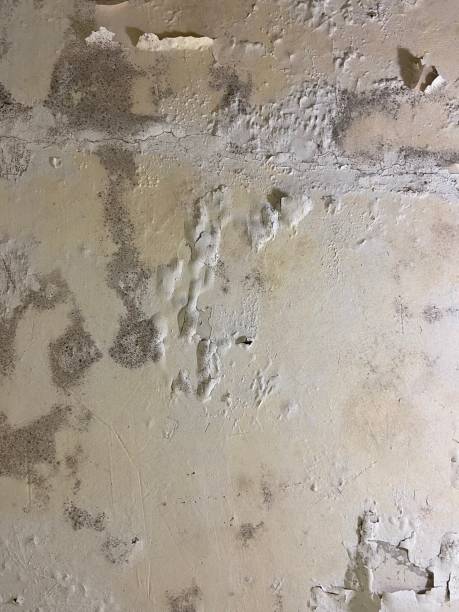 Best Professional Mold Removal  in Dasher, GA