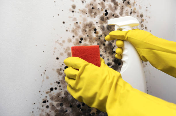 Best Local Mold Removal Service  in Dasher, GA