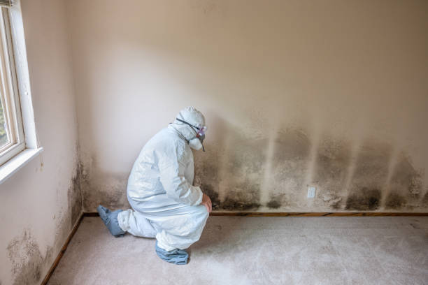 Best Crawl Space Mold Removal  in Dasher, GA