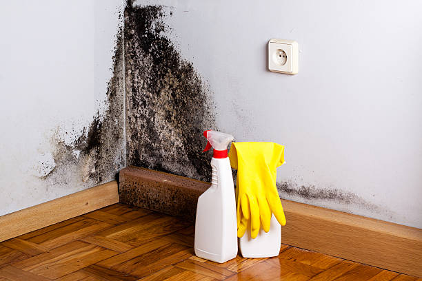 Mold Removal Process in Dasher, GA