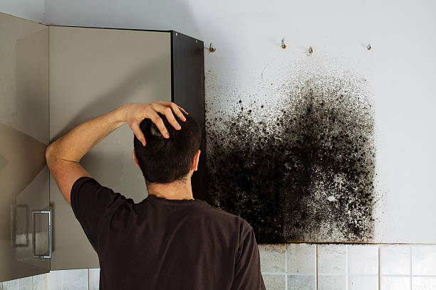Best Home Mold Removal  in Dasher, GA