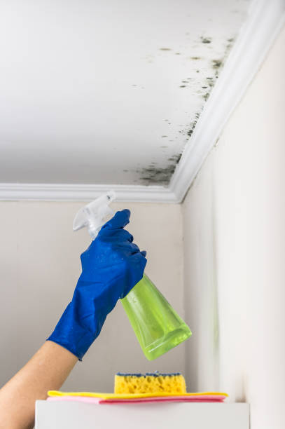Certified Mold Removal in Dasher, GA
